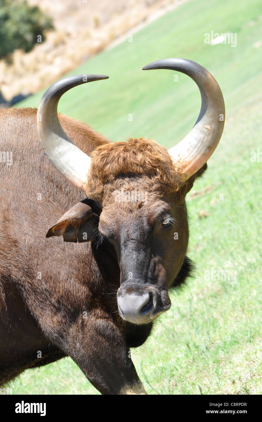 El búfalo de sabana (Syncerus caffer caffer) contra una llanura cubierta de hierba en la luz del sol Foto de stock