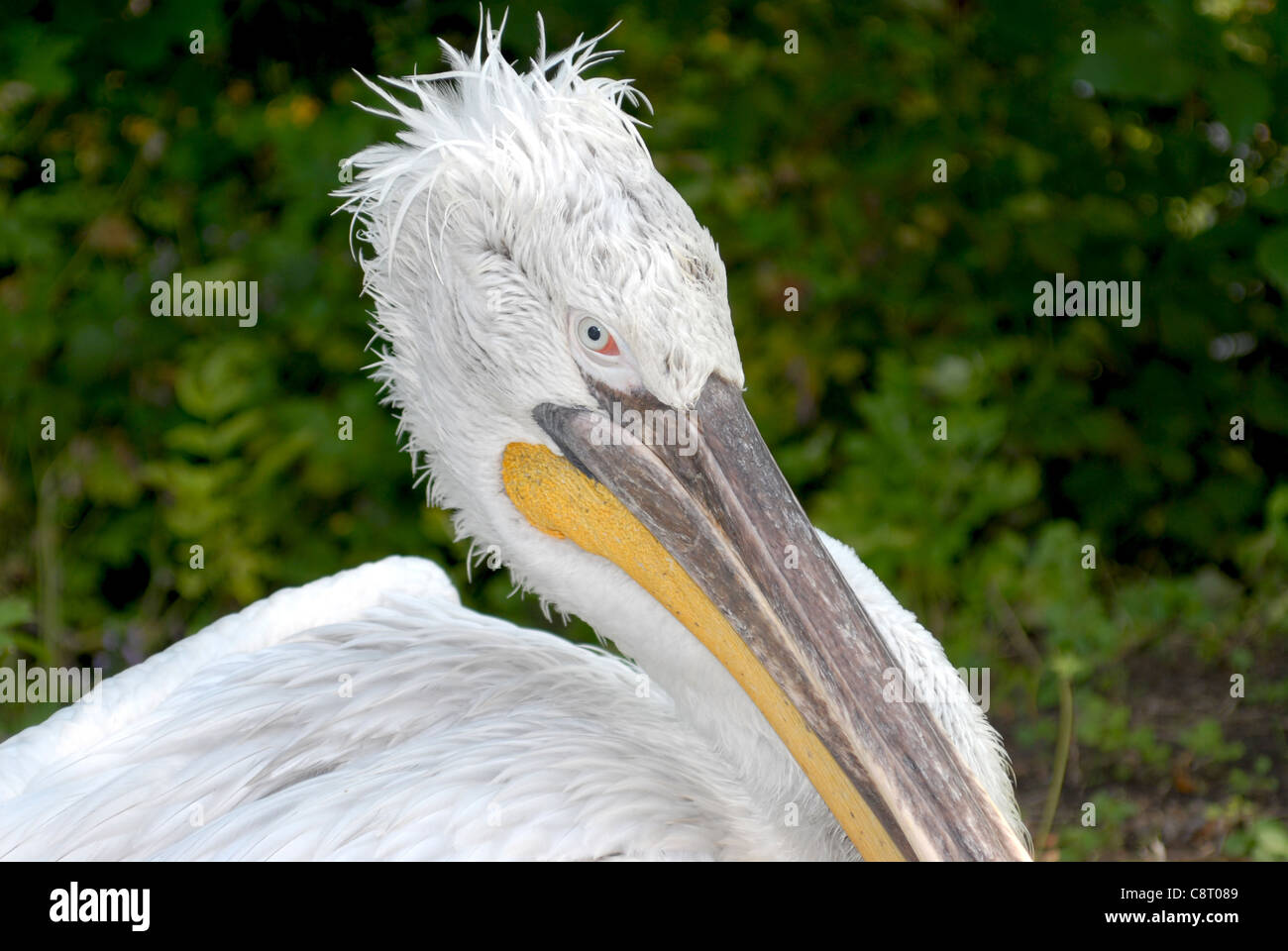 Pelican, parque zoológico, pájaros, animales marinos, pelícano dálmata Foto de stock