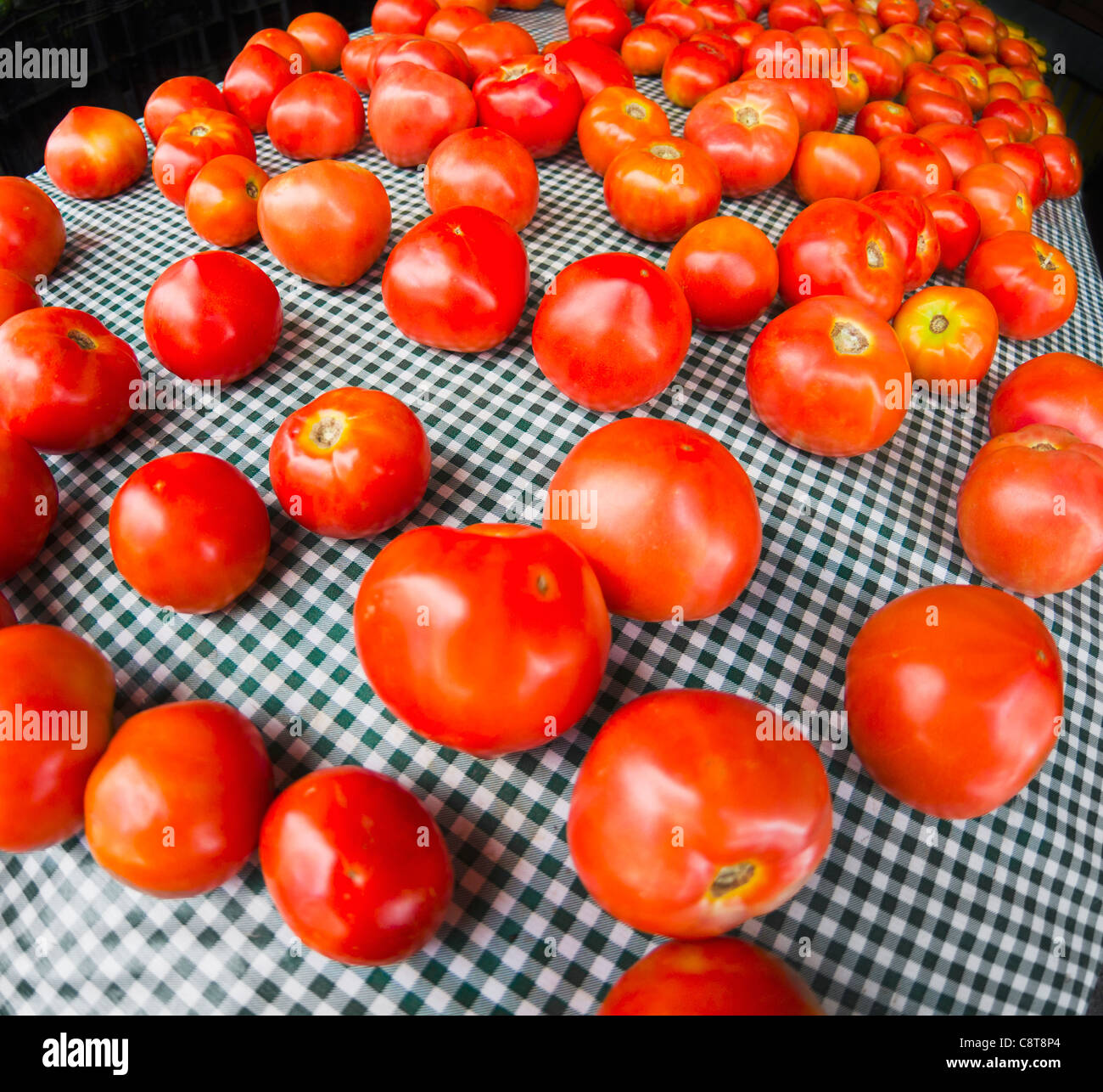 Foto de estudio de tomate. Foto de stock