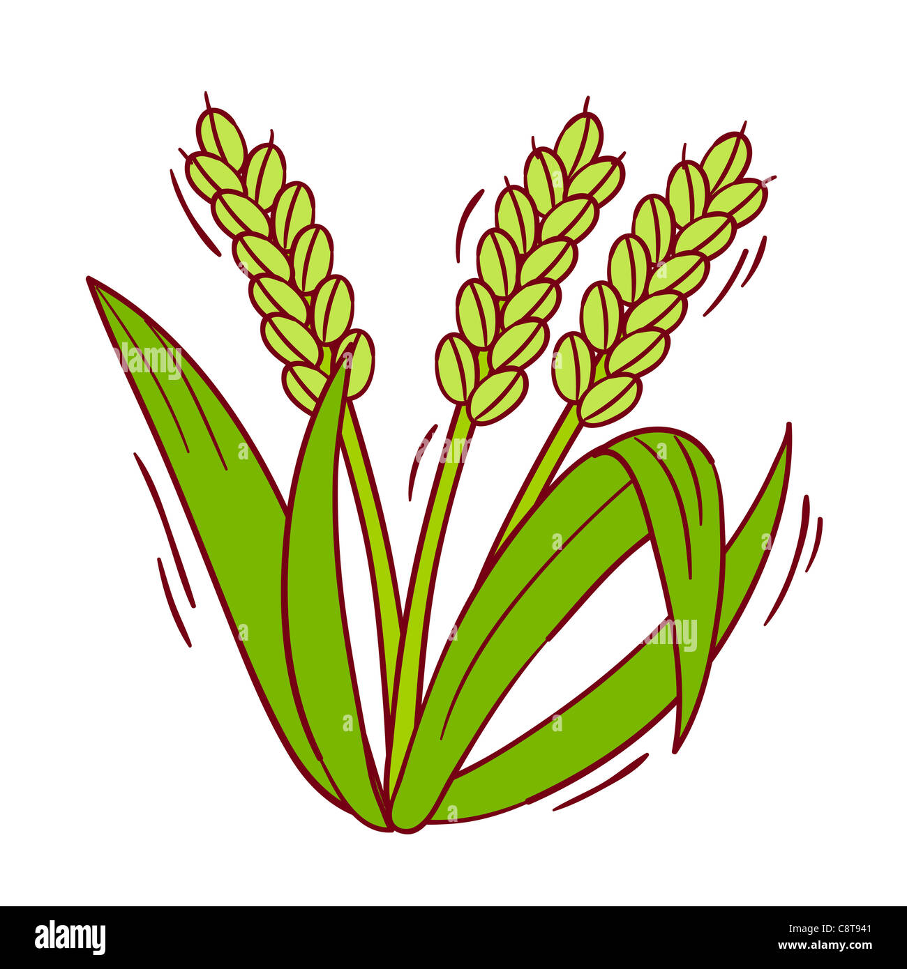 Ilustración de la planta de arroz Fotografía de stock Alamy
