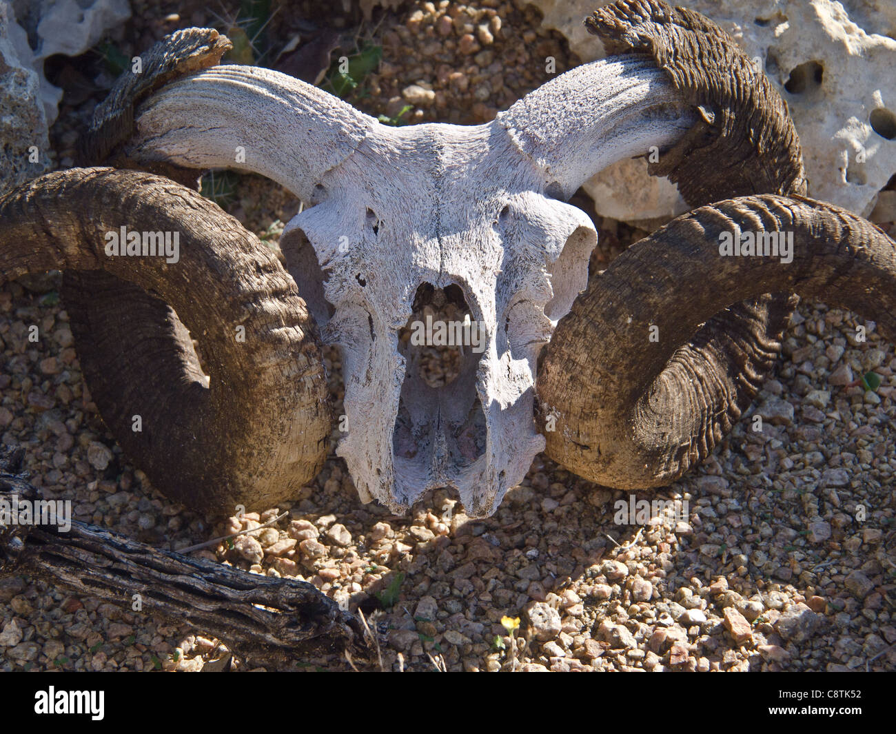 Los cuernos del Carnero y cráneo Foto de stock