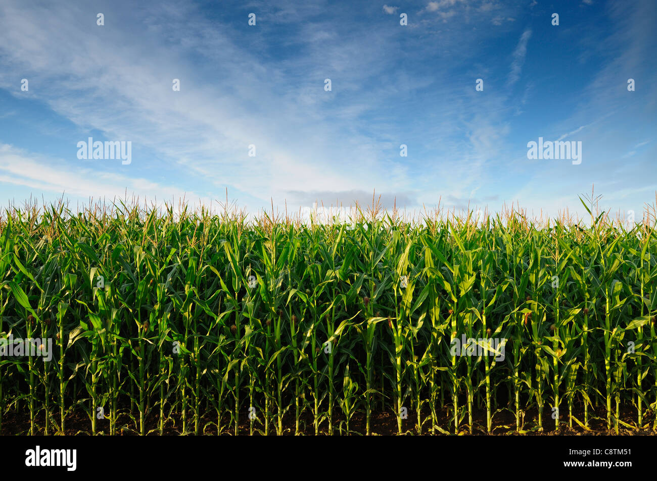 USA, Oregon, el condado de Marion, campo de maíz Foto de stock