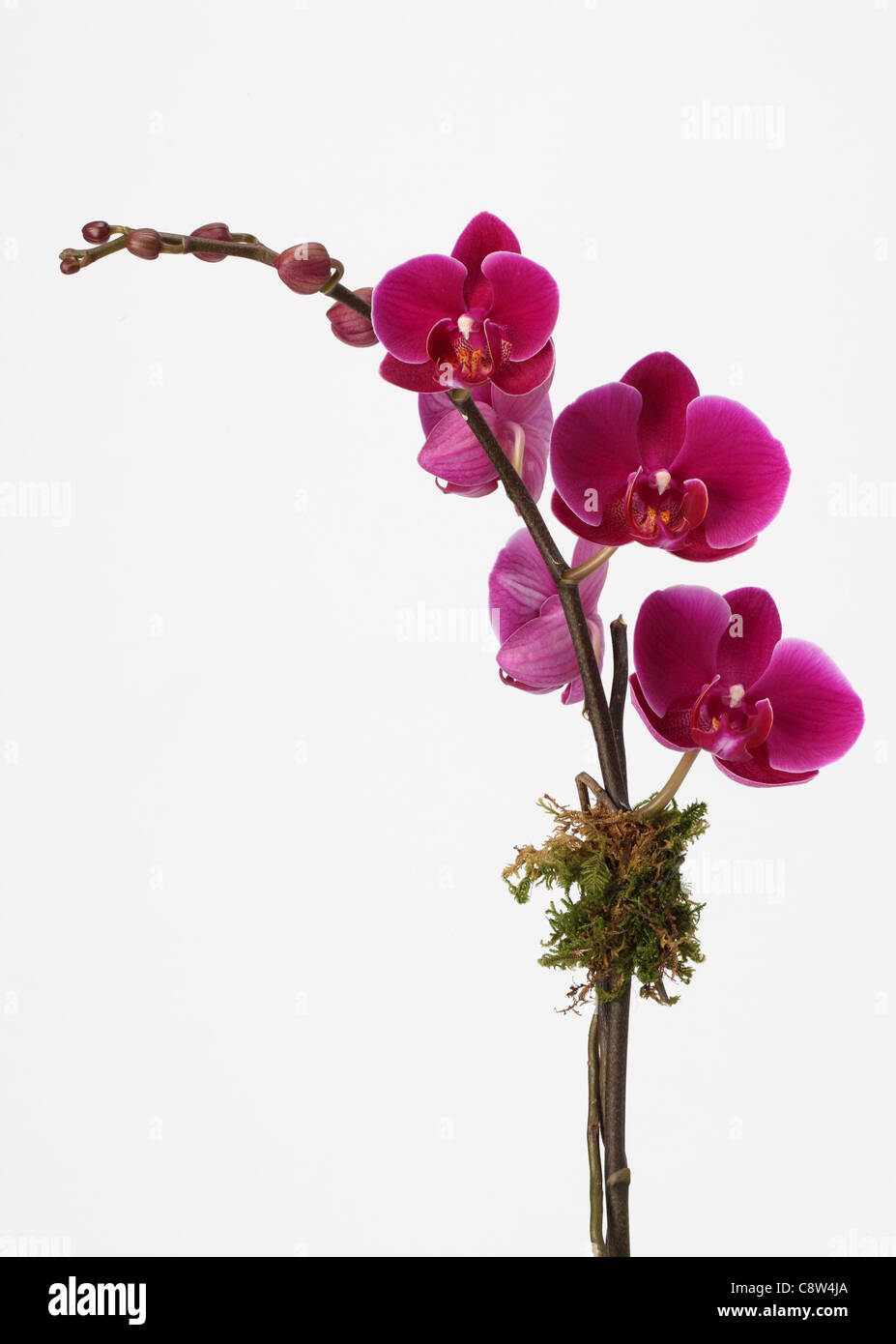 La rama de una planta Orquidea. Rosa phalaenopsis orchid spray Foto de stock