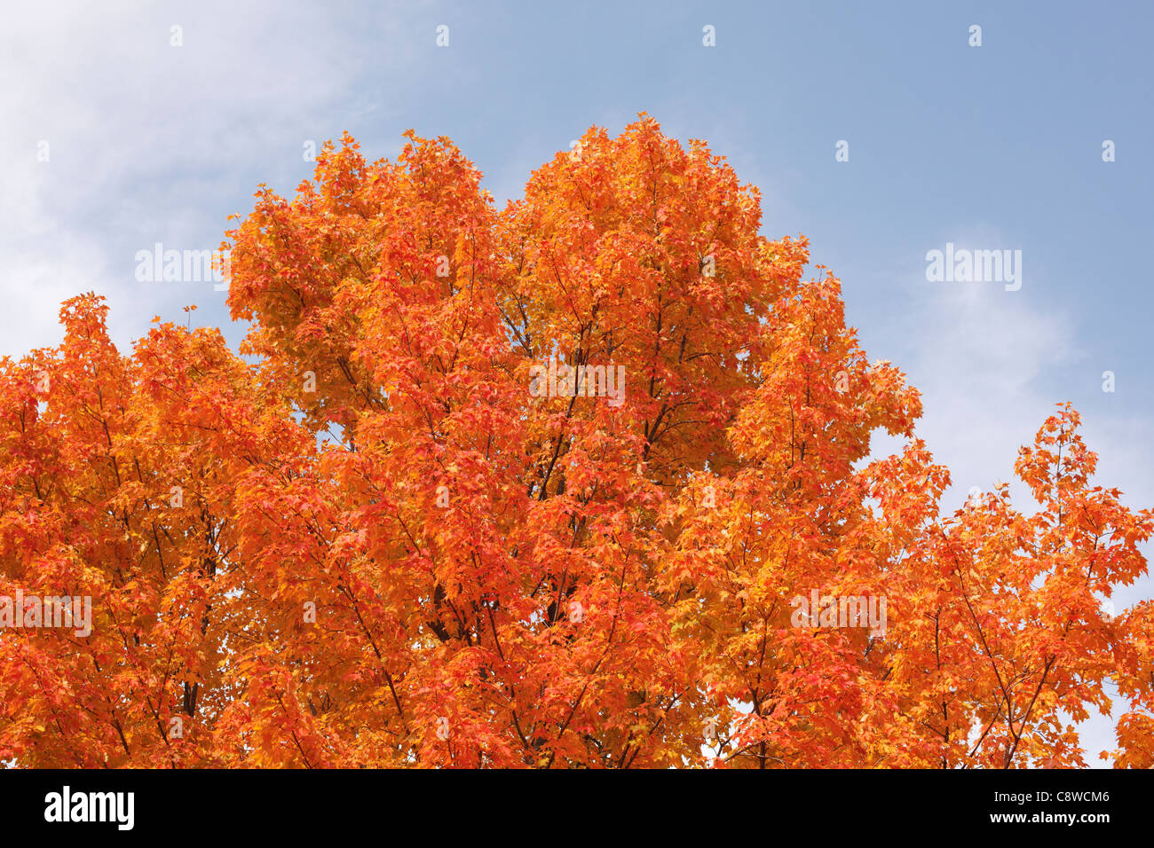 Las hojas del árbol de arce se vuelve anaranjado en el otoño. Foto de stock