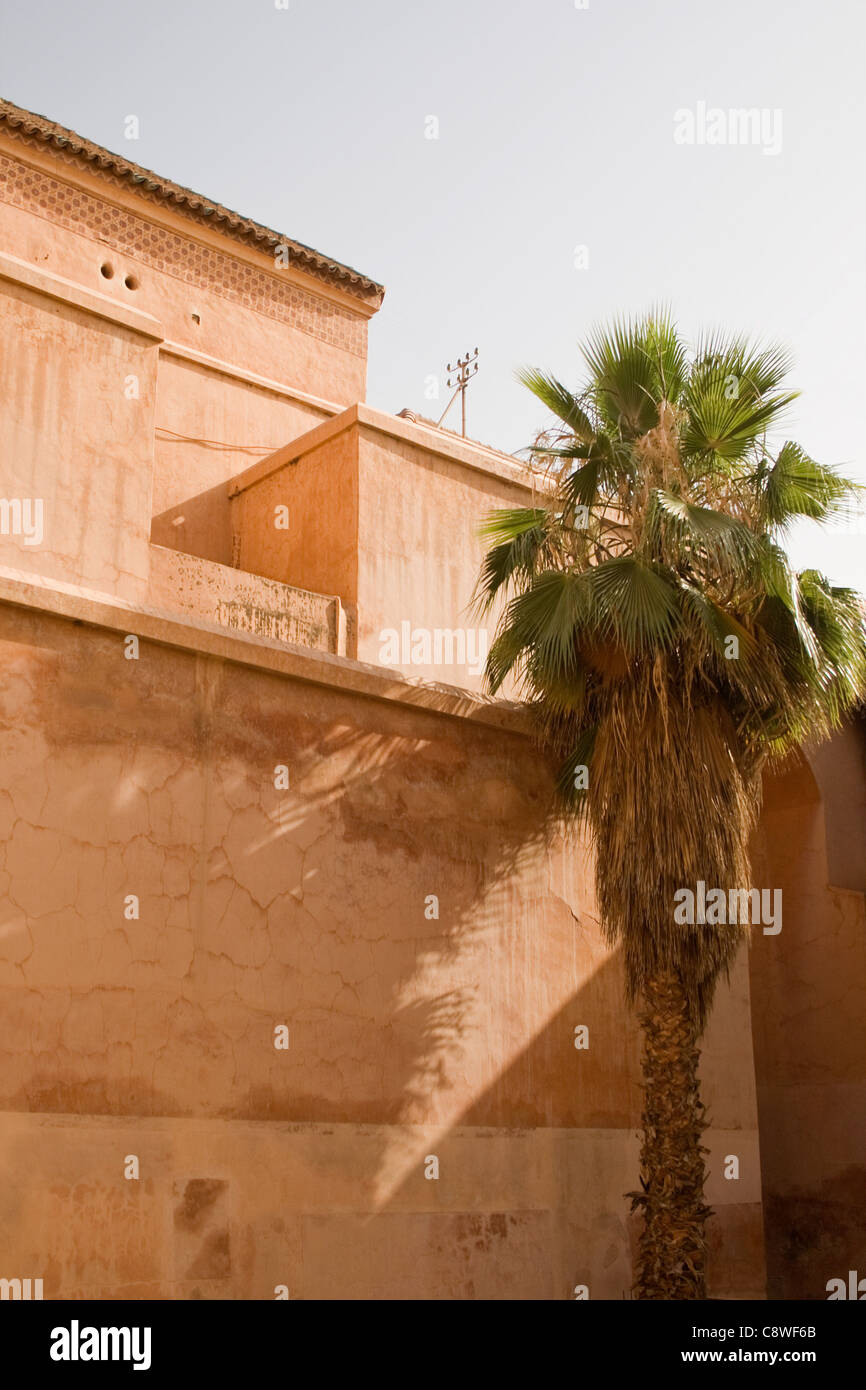 Una Palmera contra una pared de color arena en Marrakech Marruecos. Foto de stock