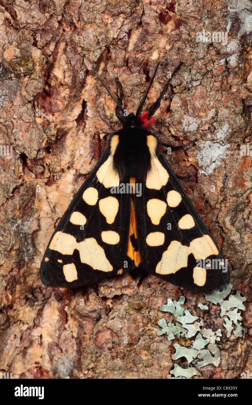Crema-spot Tiger Moth (Arctia villica) apoyado sobre el tronco de un árbol. Ariege Pyrenees, Francia. De mayo. Foto de stock