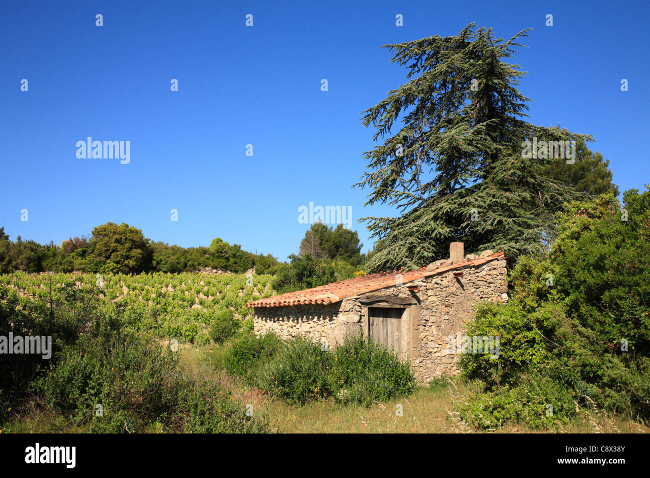 Cabaña en el lateral de un viñedo. Cerca de Minerve, Departamento de l'Hérault, Francia. De mayo. Foto de stock
