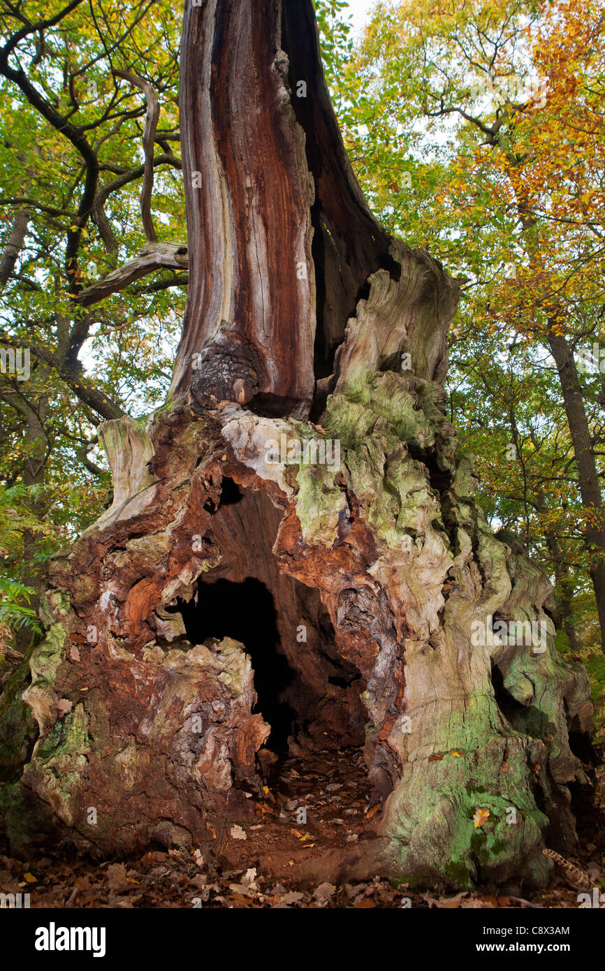 El bosque de Sherwood Reserva Natural Nacional, Nottinghamshire, Inglaterra, Reino Unido. Foto de stock