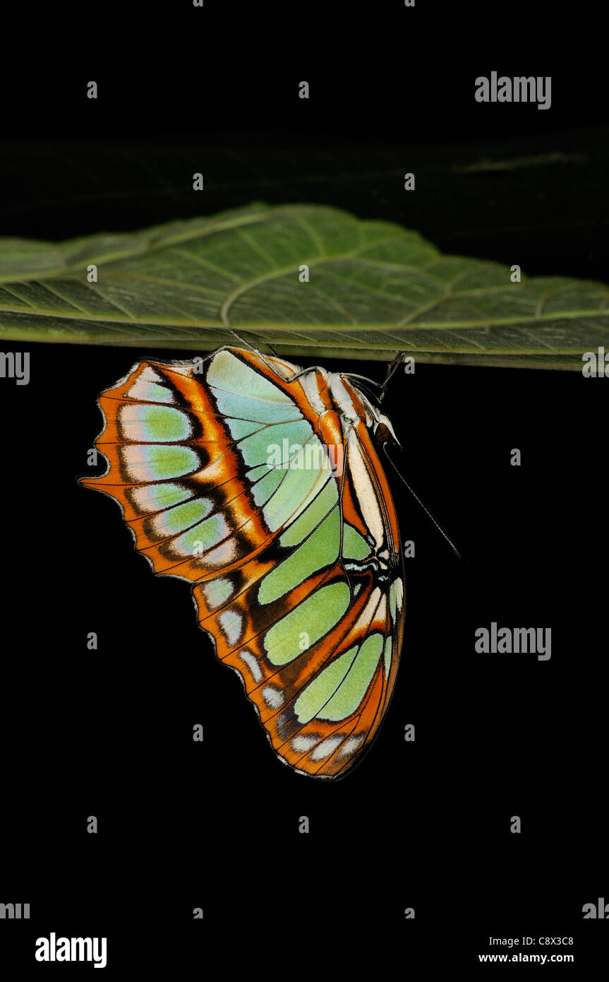 Malaquita Butterfly (Siproata stelenes) se posan en la parte inferior de la hoja, el Parque Nacional Yasuní, Ecuador Foto de stock