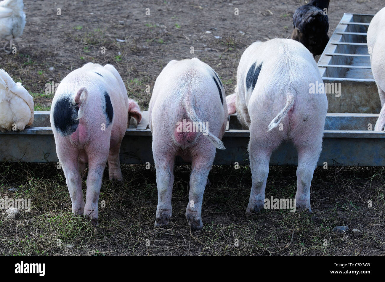 Gloucestershire Old Spot cerdo doméstico, alimentándose de dura, Oxfordshire, REINO UNIDO Foto de stock