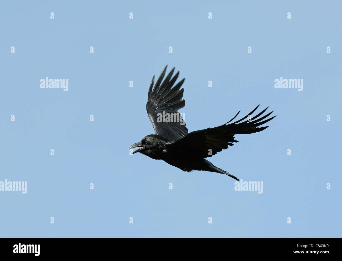 El Cuervo (Corvus corax) adulto en vuelo, llamada Varanger, Noruega Foto de stock