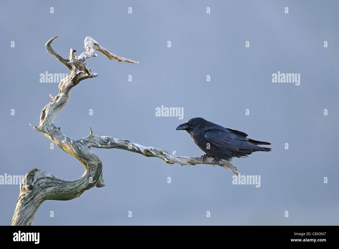 El Cuervo (Corvus corax) encaramado en lo alto de los árboles muertos, Noruega Foto de stock