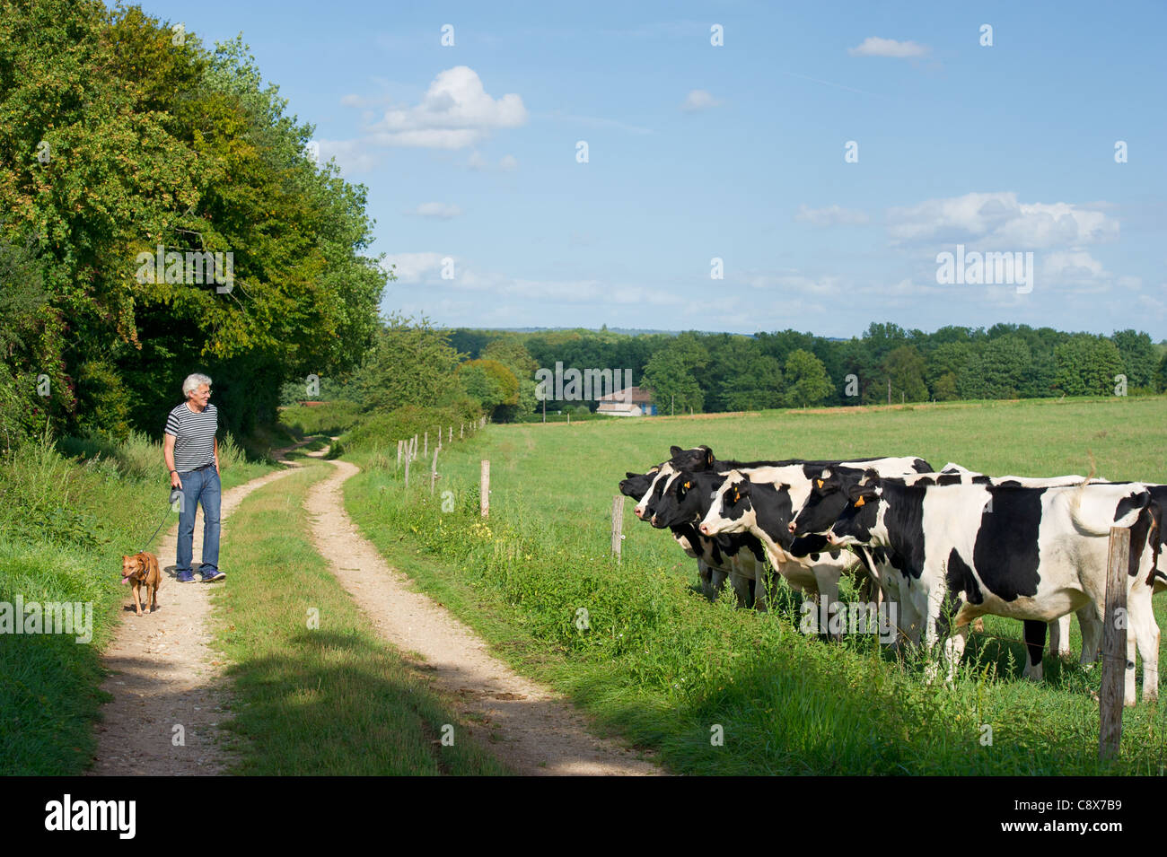Perro con vacas fotografías e imágenes de alta resolución - Alamy