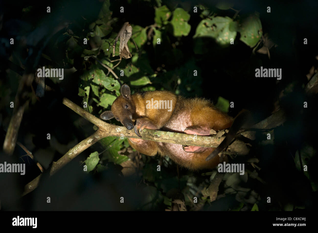 Sur de Tamandua Tamandua tetradactyla Tambopata Peru Foto de stock