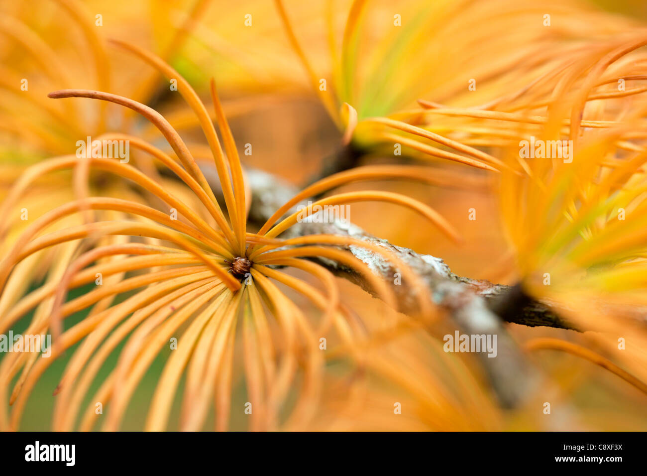 En el otoño de árbol de alerce, Larix decidua; agujas amarillentas antes de caer; UK Foto de stock