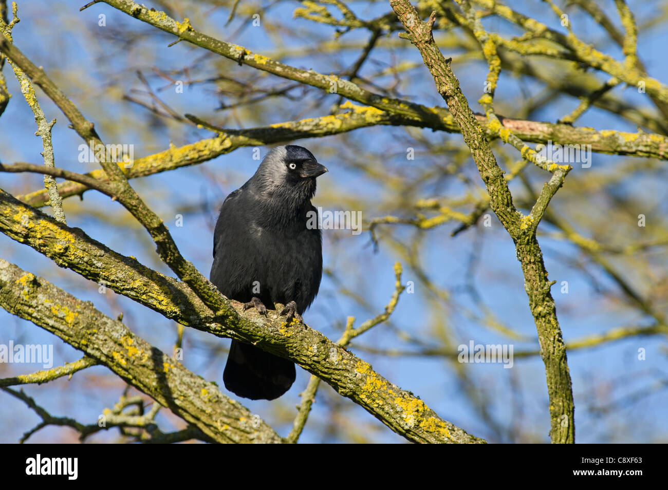Jackdaw Corvus monedula Norfolk invierno Foto de stock