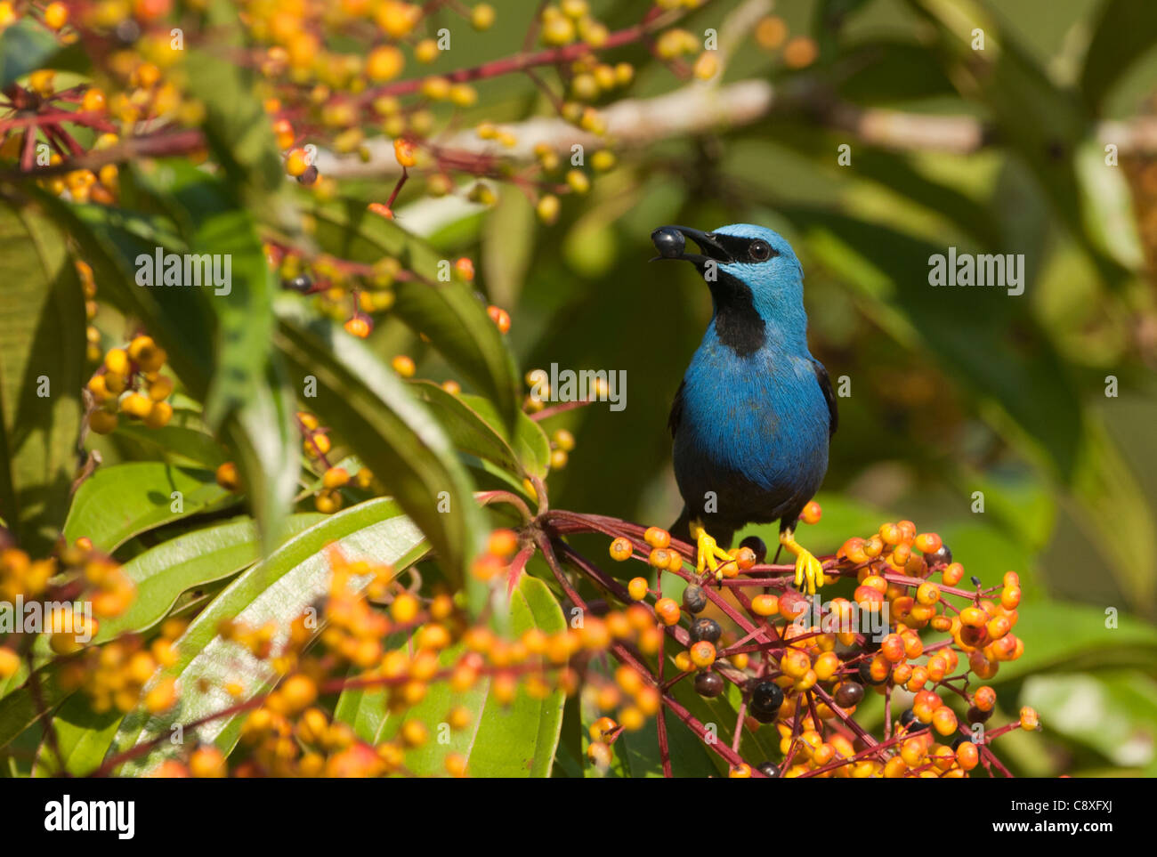El mielero brillante Cyanerpes lucidus La Selva Costa Rica Foto de stock