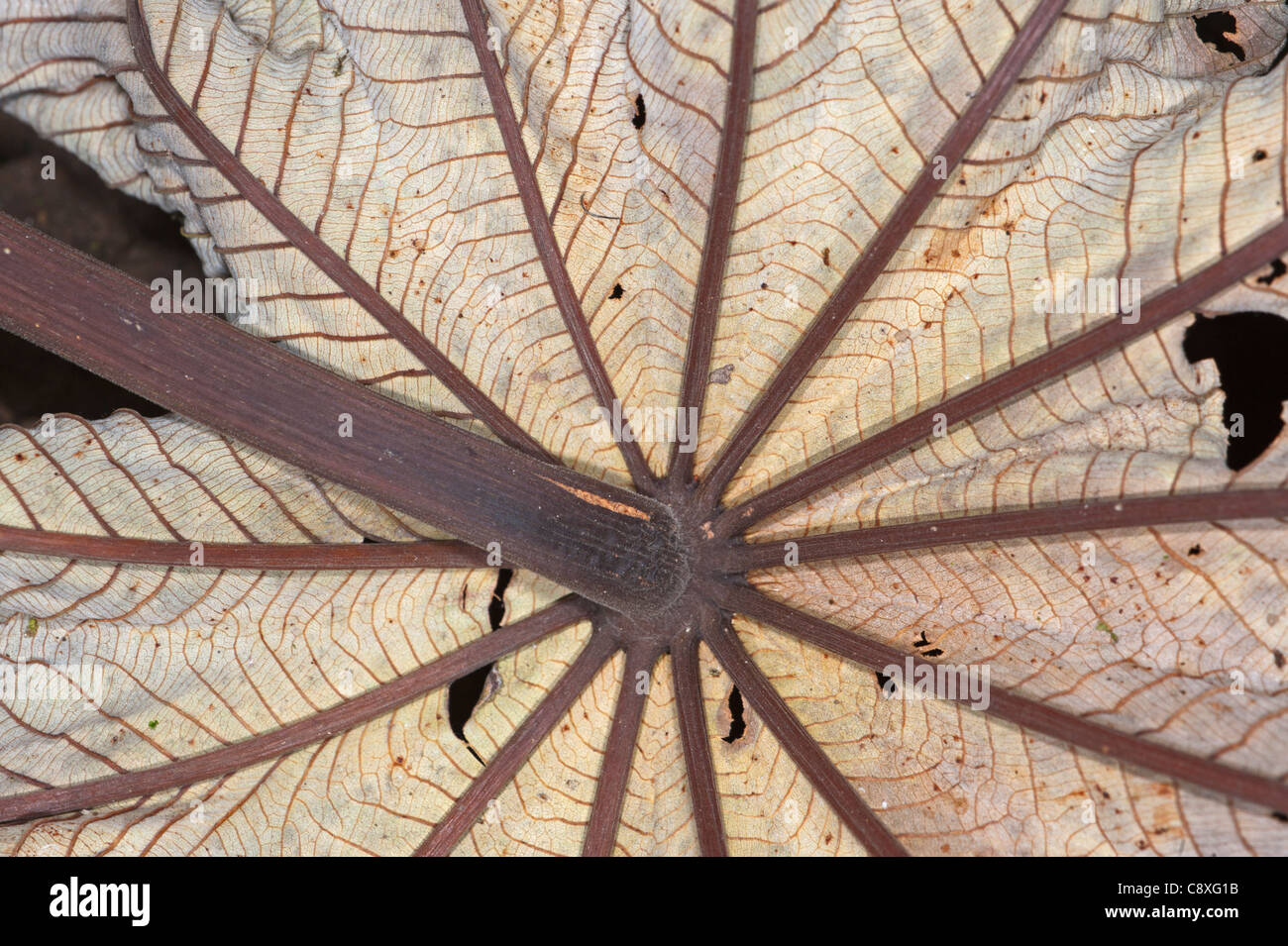 Parte inferior de muertos de las frondas de palma en La Selva de Costa Rica Foto de stock