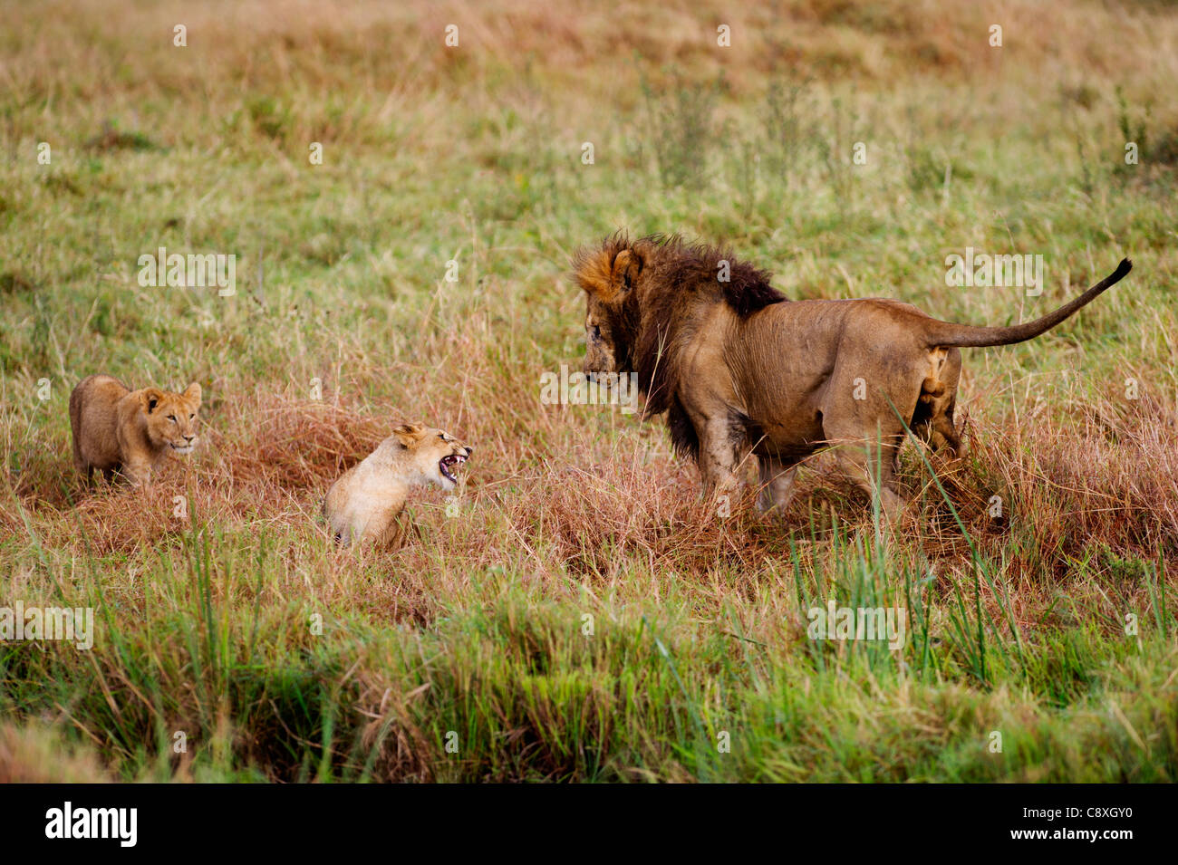 León Panthera leo masculino jugando con oseznos Marsh orgullo Masai Mara Kenya Foto de stock