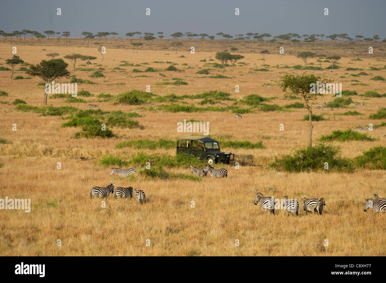 Vista aérea de llanuras zebra Equus quagga y vehículo de safari Masai Mara Kenya Foto de stock