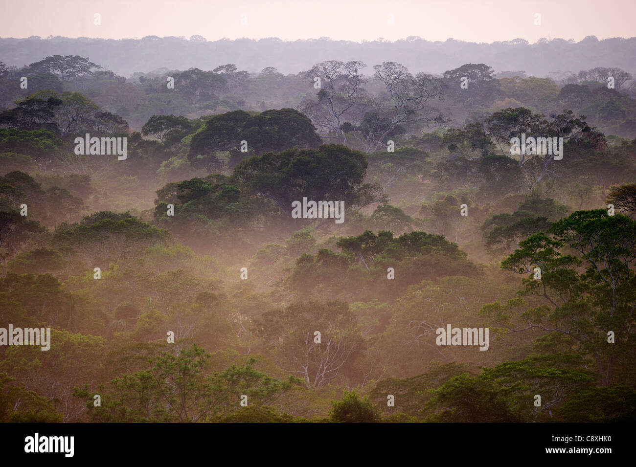 Bosque tropical de bajura primario al amanecer Amazonas Tambopata Peru Foto de stock