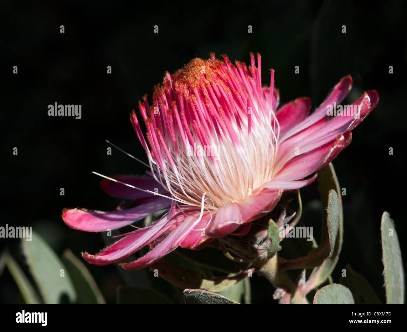 Protea punctata, Paso Swartberg, Sudáfrica Foto de stock
