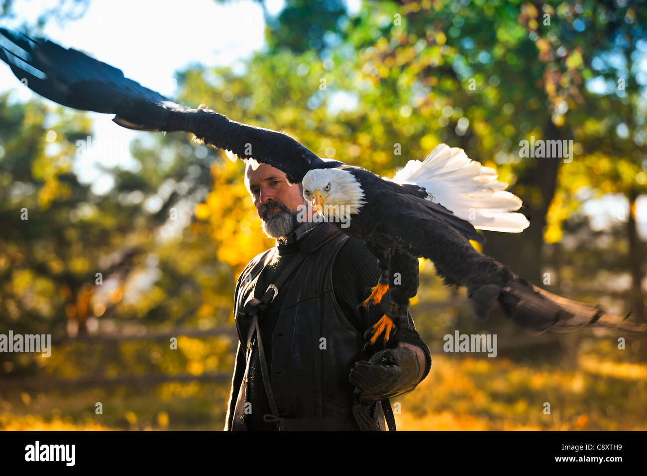 Hombres que llevaban un águila calva en su brazo Fotografía de stock - Alamy