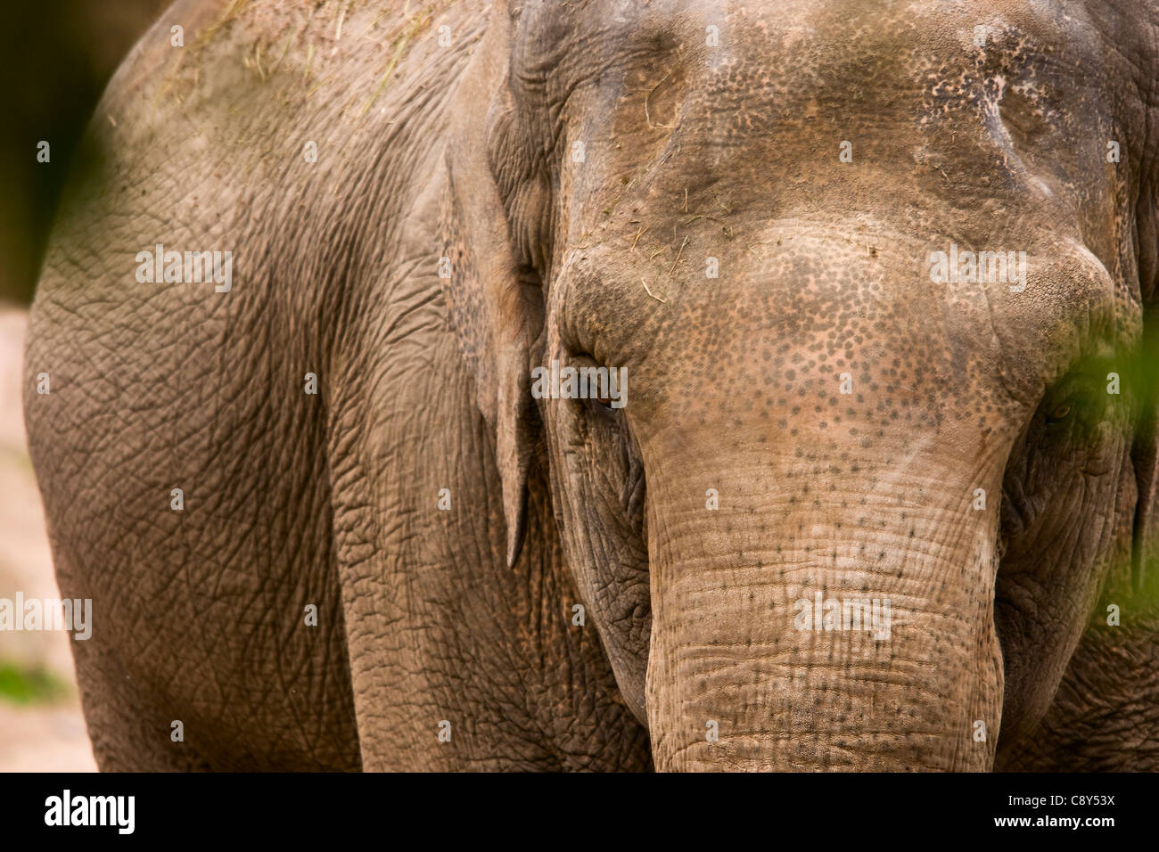 Elefante asiático Foto de stock