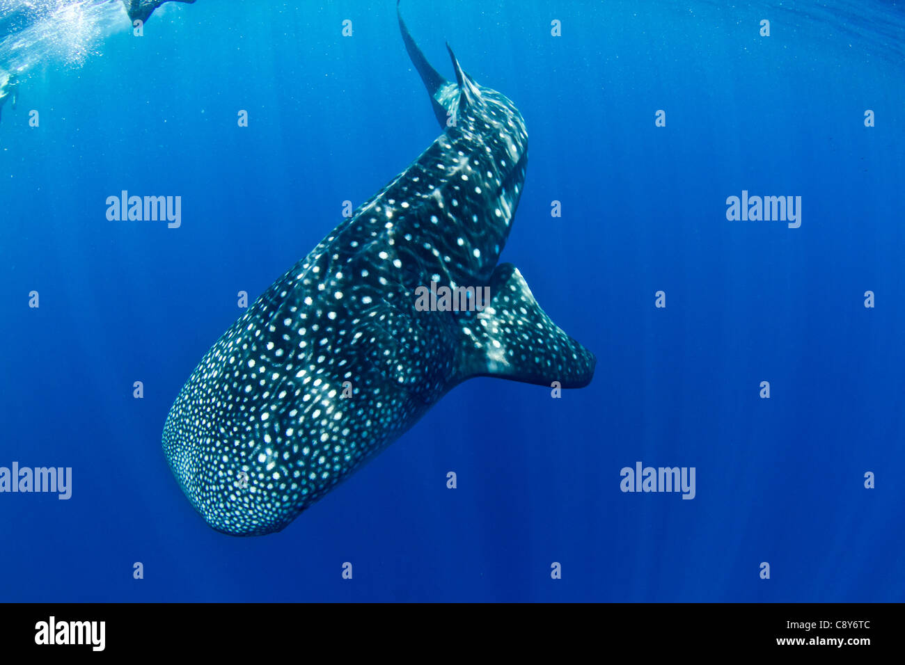 Un enorme tiburón ballena gira a bucear a las profundidades. Foto de stock