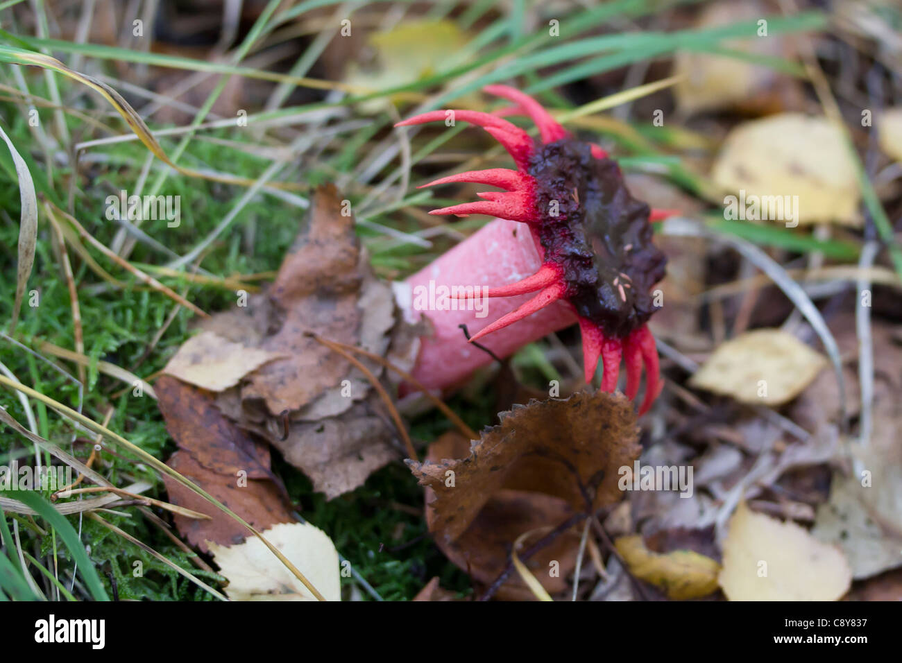 Anémona stinkhorn hongo (Aseroe rubra). Común Esher, Surrey, Reino Unido. Foto de stock