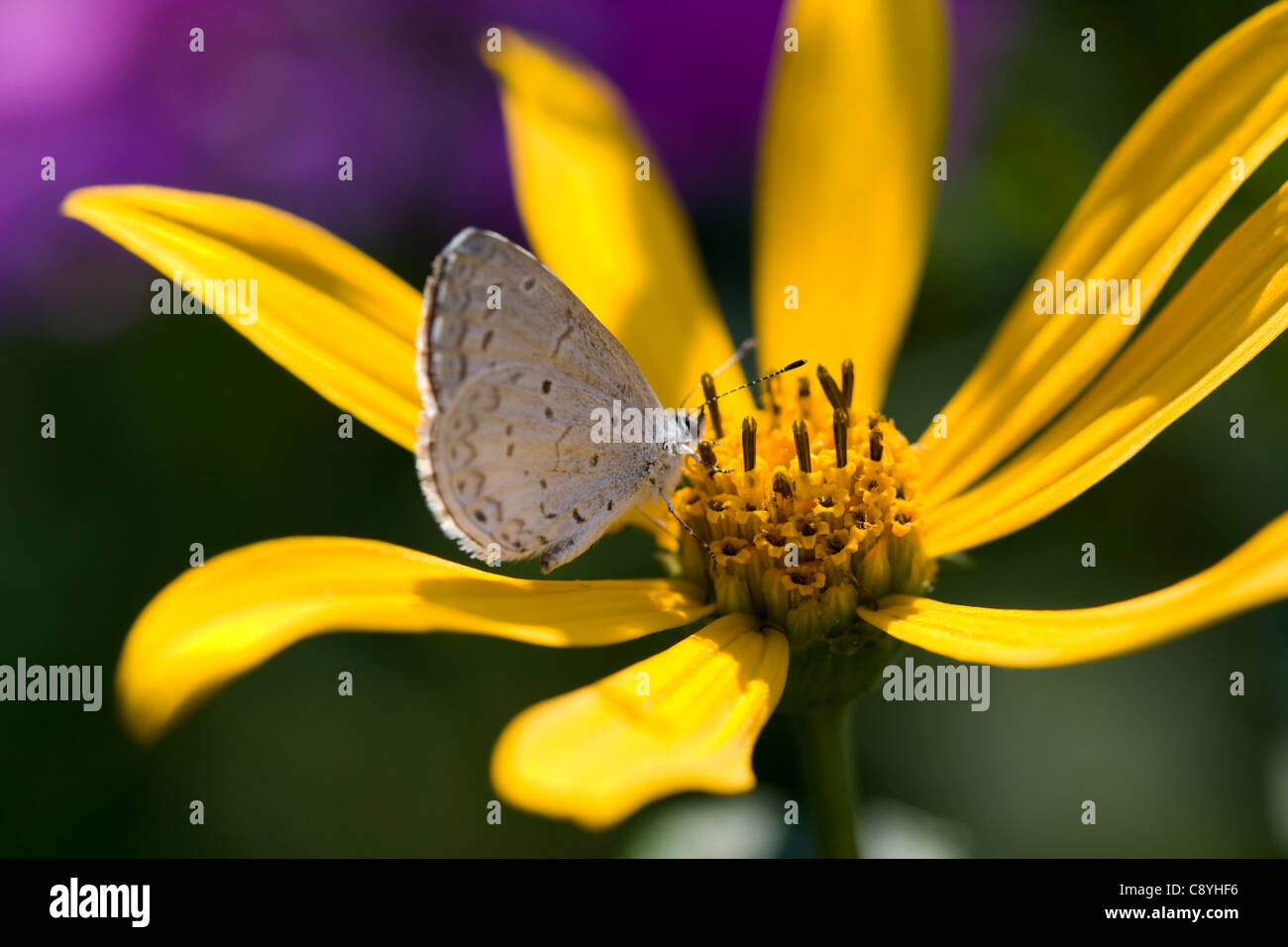 Verano Azul (Celastrina ladon neglecta) la pataca (Helianthus tuberosus) Foto de stock
