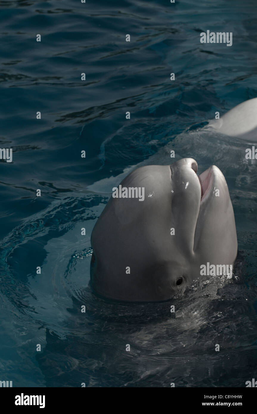 Bebe Beluga Fotografia De Stock Alamy