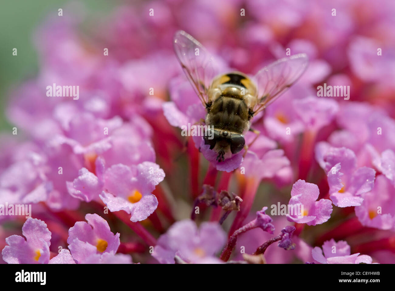 Drone Fly (Eristalis arbustorum) alimentándose de Bush de mariposas (Buddleia davidii) Foto de stock