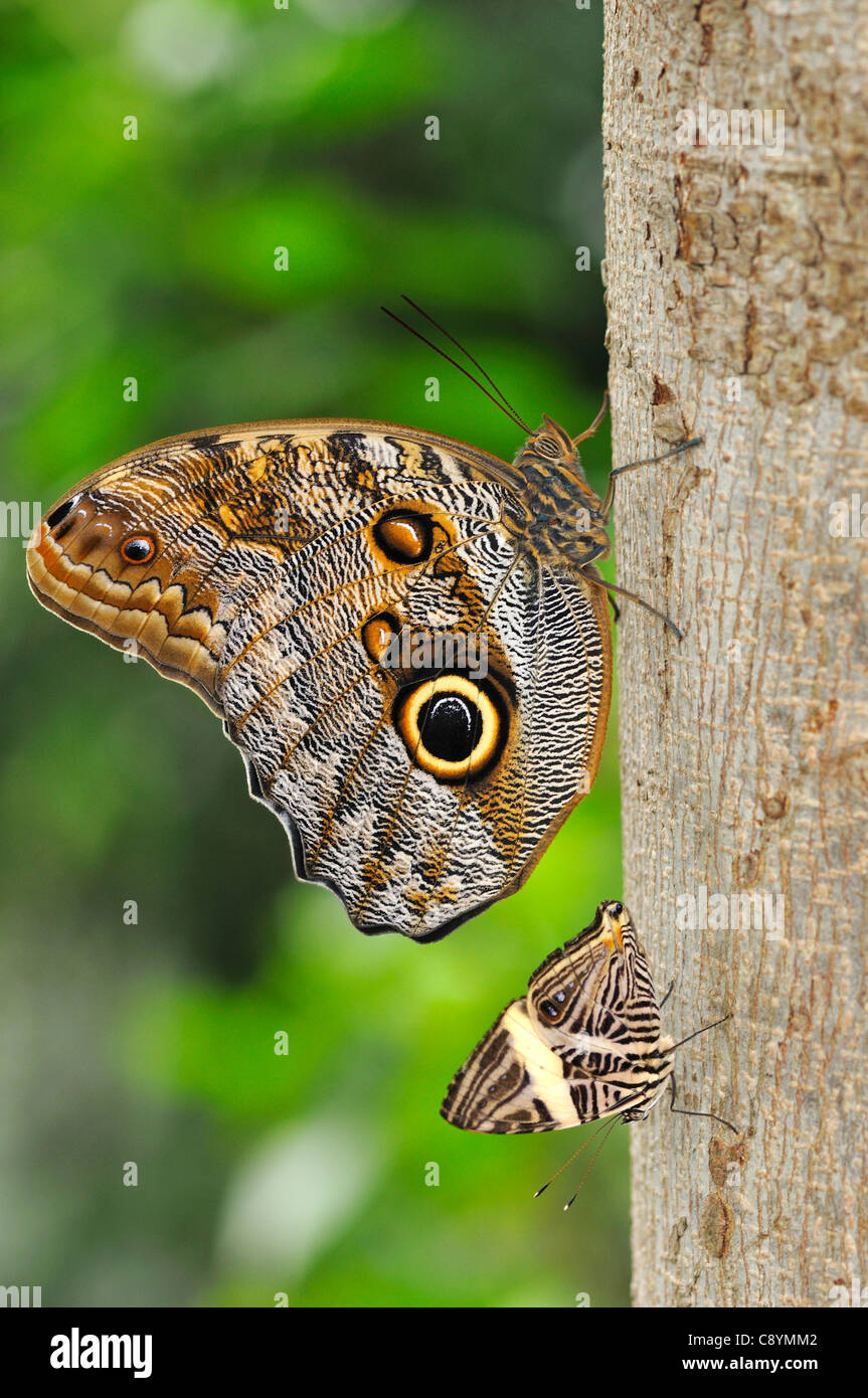 Mariposas tropicales mariposa búho (Caligo eurilochus) y Colobura dirce Foto de stock