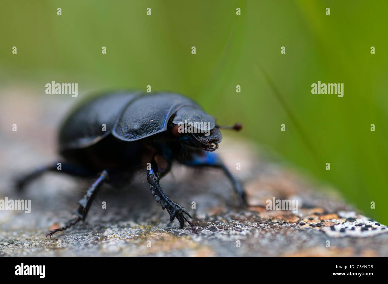 Geotrupes stercorarius escarabajo (DOR) Foto de stock