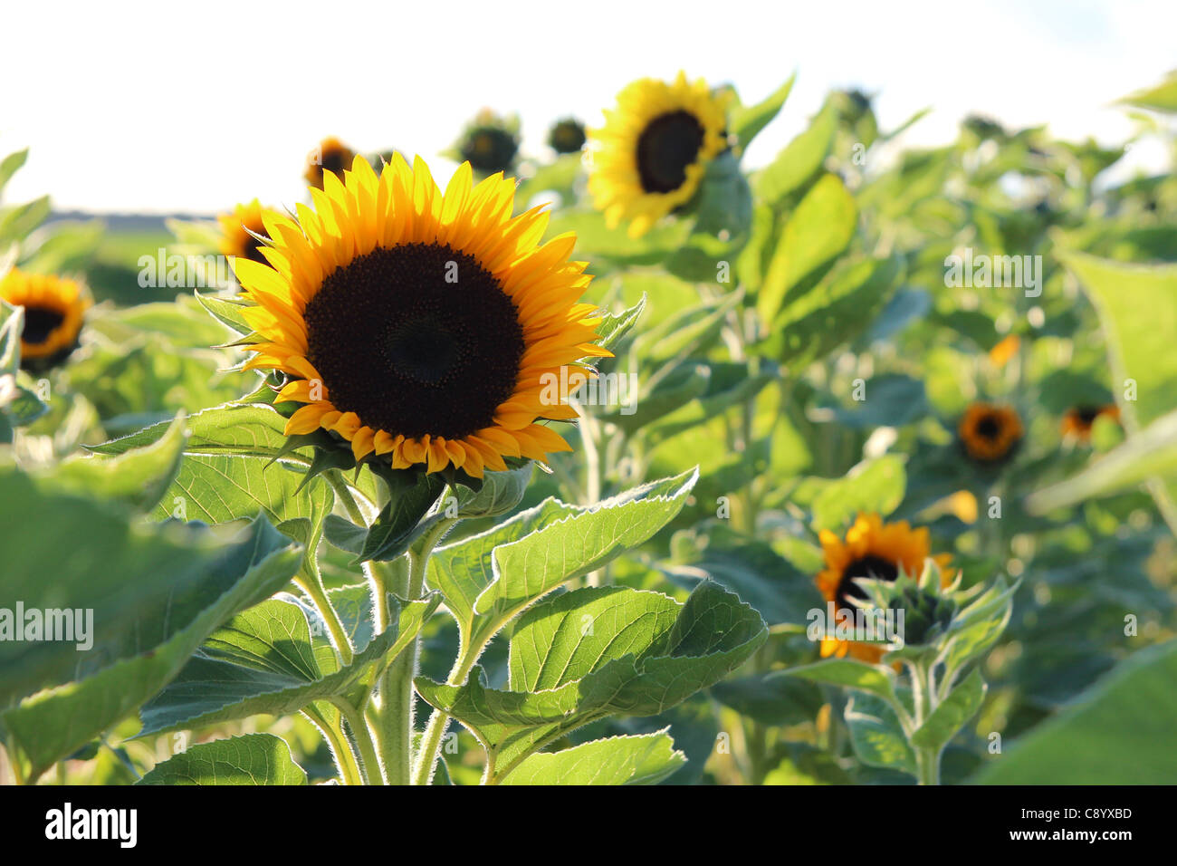 Un campo de girasoles en el otoño de sun Fotografía de stock - Alamy