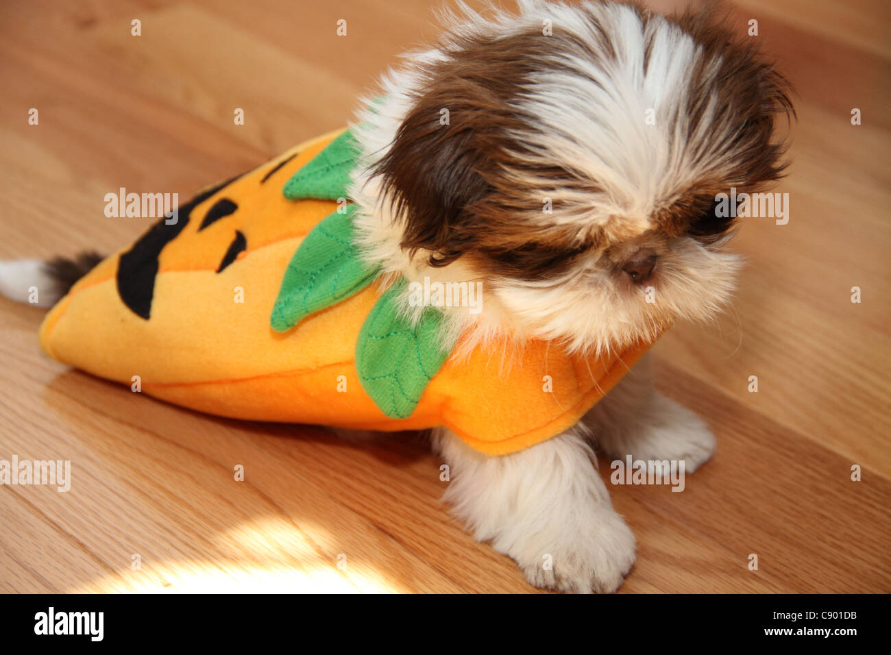 12 semanas de edad Shih Tzu perro Shiatsu desfilando alrededor con disfraz  de Halloween Fotografía de stock - Alamy
