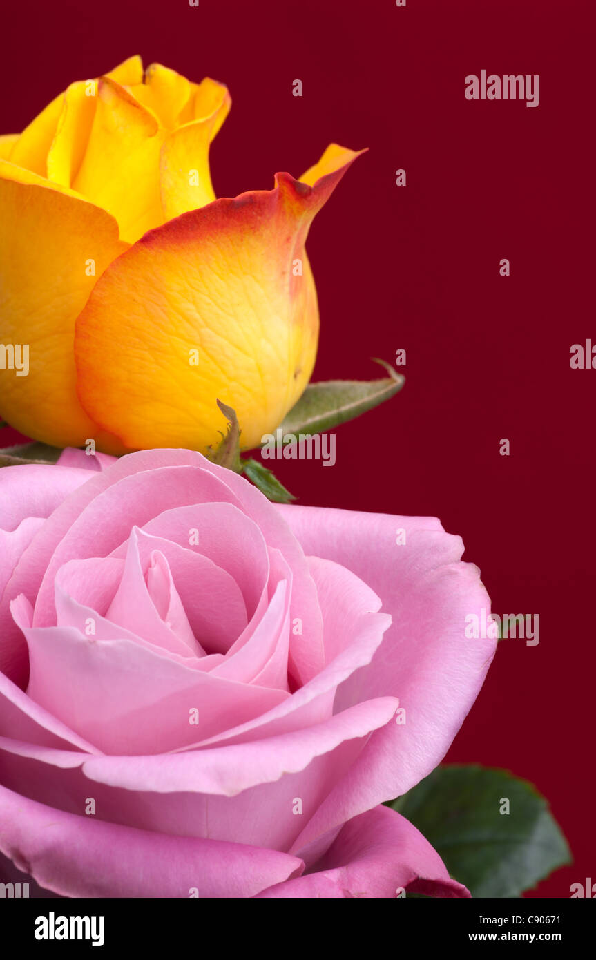 Dos Rosas en Borgoña de fondo. Una rosa es de color rosa y el otro es amarillo. Foto de stock