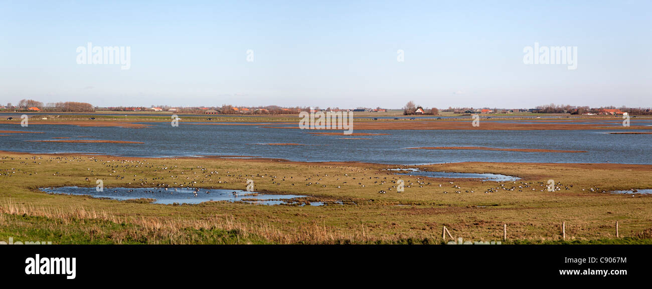 Con Prunjepolder a.o. Barnacle gansos, Parque Nacional Oosterschelde Schouwen-Duiveland, Zelanda, Holanda Foto de stock
