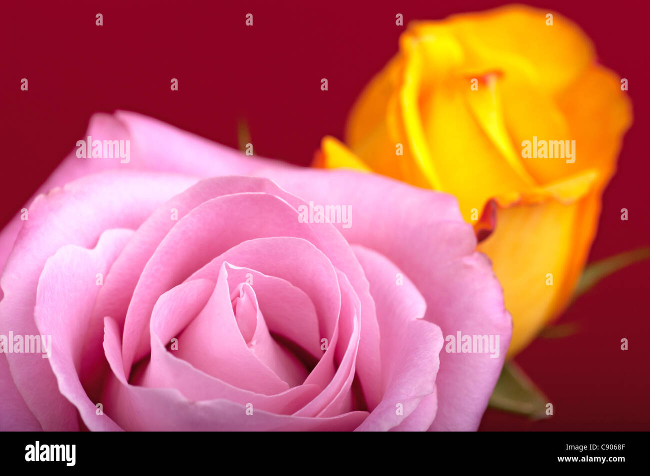 Dos Rosas en Borgoña de fondo. Una rosa es de color rosa y el otro es amarillo. Foto de stock