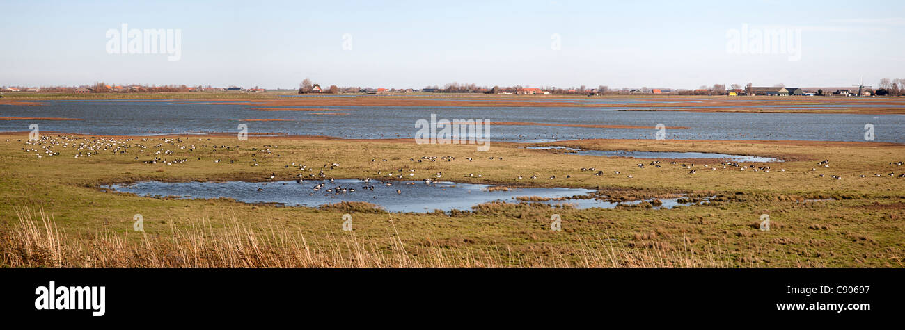 Con Prunjepolder a.o. Barnacle gansos, Parque Nacional Oosterschelde Schouwen-Duiveland, Zelanda, Holanda Foto de stock