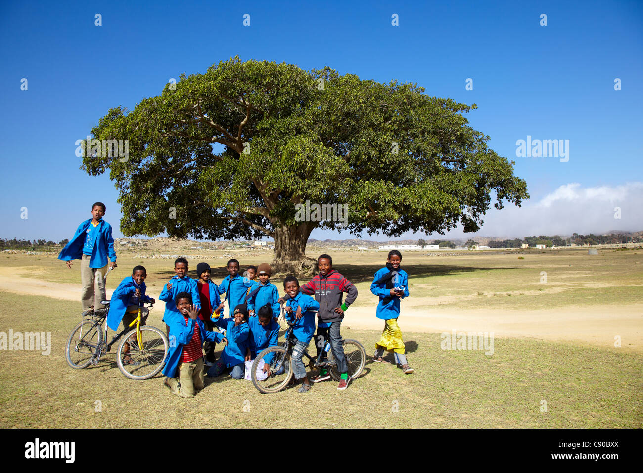 Los niños de la escuela en frente de gigante de sicomoro (Ficus vasta) (Darro o Daro) en Dekamhare, Eritrea, África Foto de stock