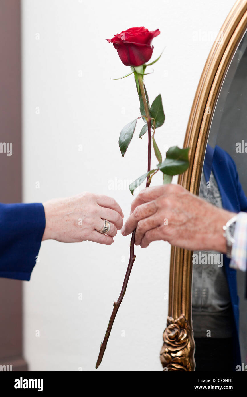 Un viejo hombre le da una rosa a una mujer vieja Foto de stock