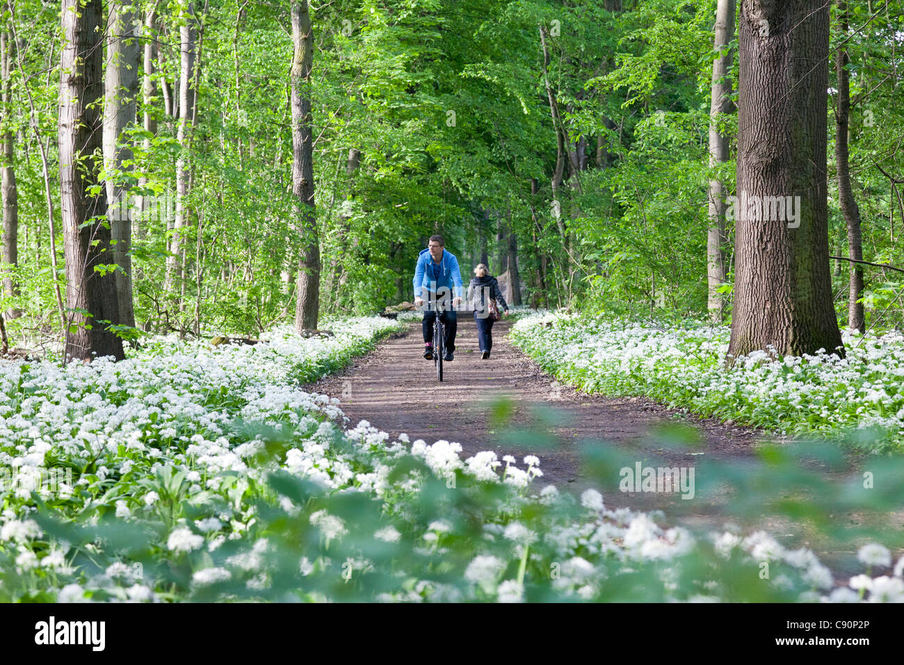 Ciclista pasando bosque ribereño con flor de ajo silvestre, Leipzig, Sajonia, Alemania Foto de stock