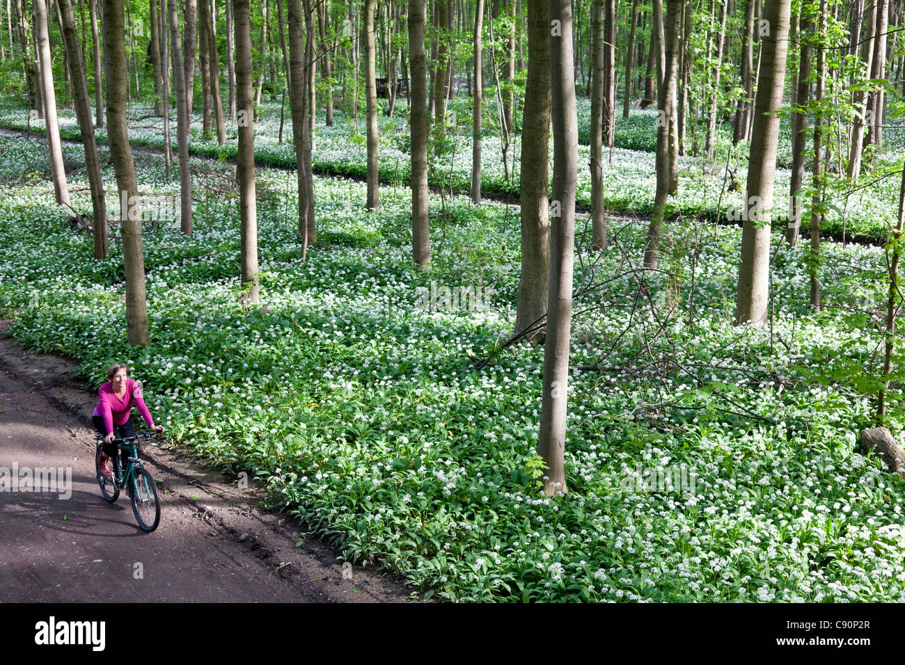 Ciclista femenino pasando bosque ribereño con flor de ajo silvestre, Leipzig, Sajonia, Alemania Foto de stock