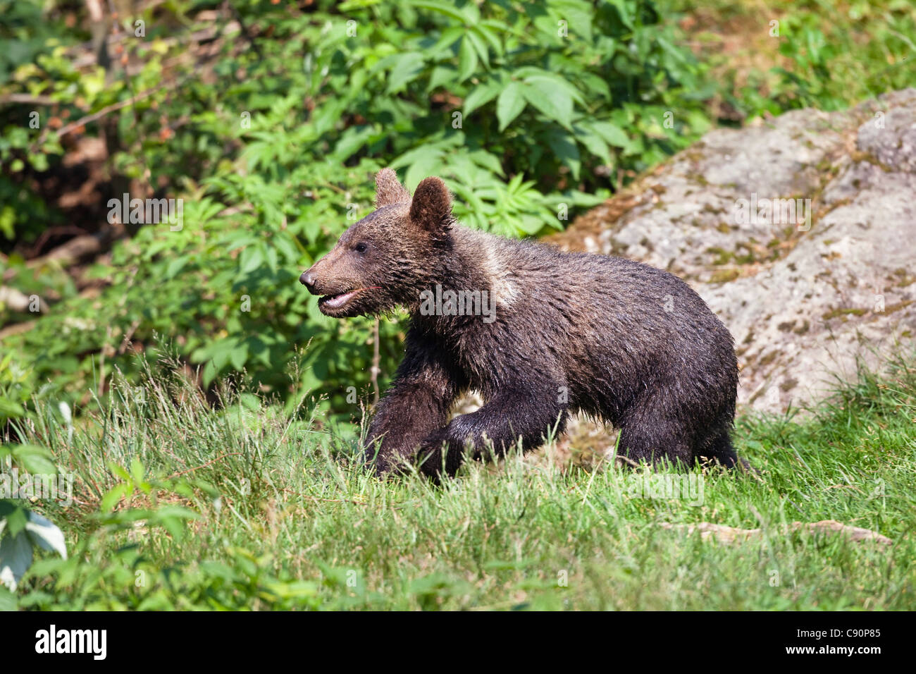Joven Oso Pardo, Ursus arctos, Parque Nacional del Bosque Bávaro, Baviera, Baja Baviera, Alemania, Europa, cautiva Foto de stock