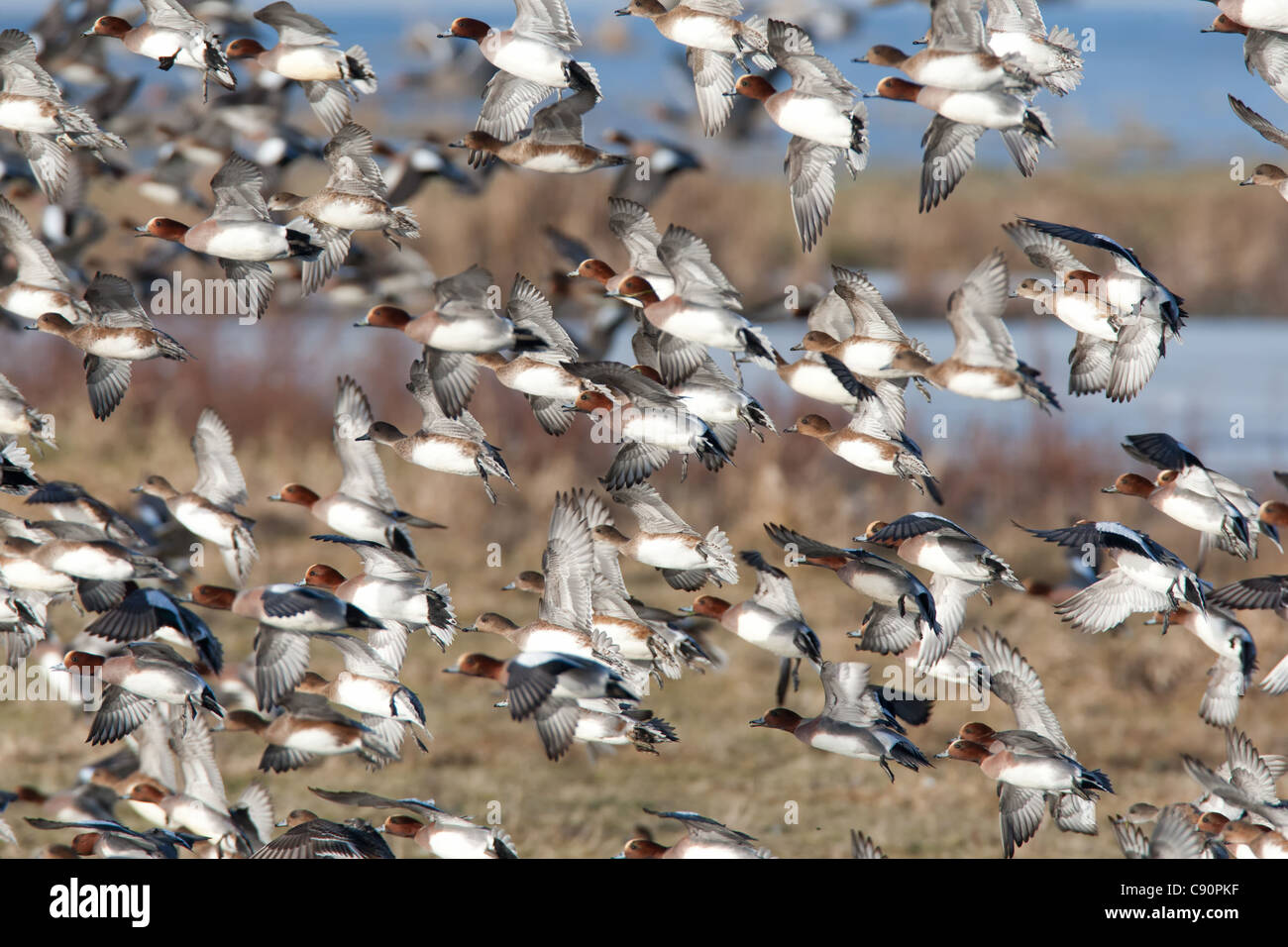 Silbón europeo en vuelo - WWT Welney, Norfolk, Inglaterra Foto de stock