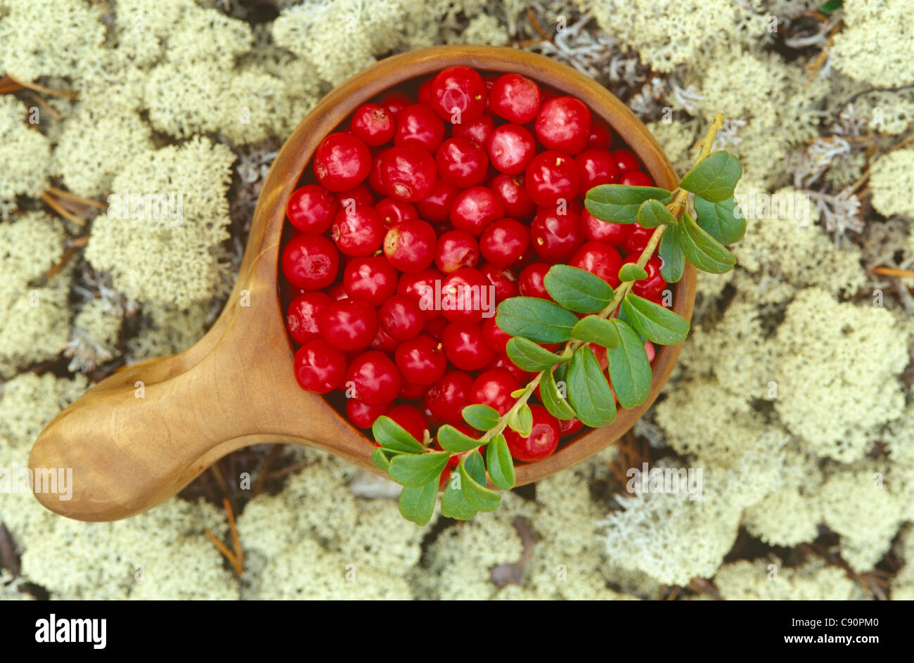 Vaccinium vitis-idaea tiene muchos nombres y los arándanos rojos frutos comestibles o medicinales tradicionales tienen un lingongerries Foto de stock