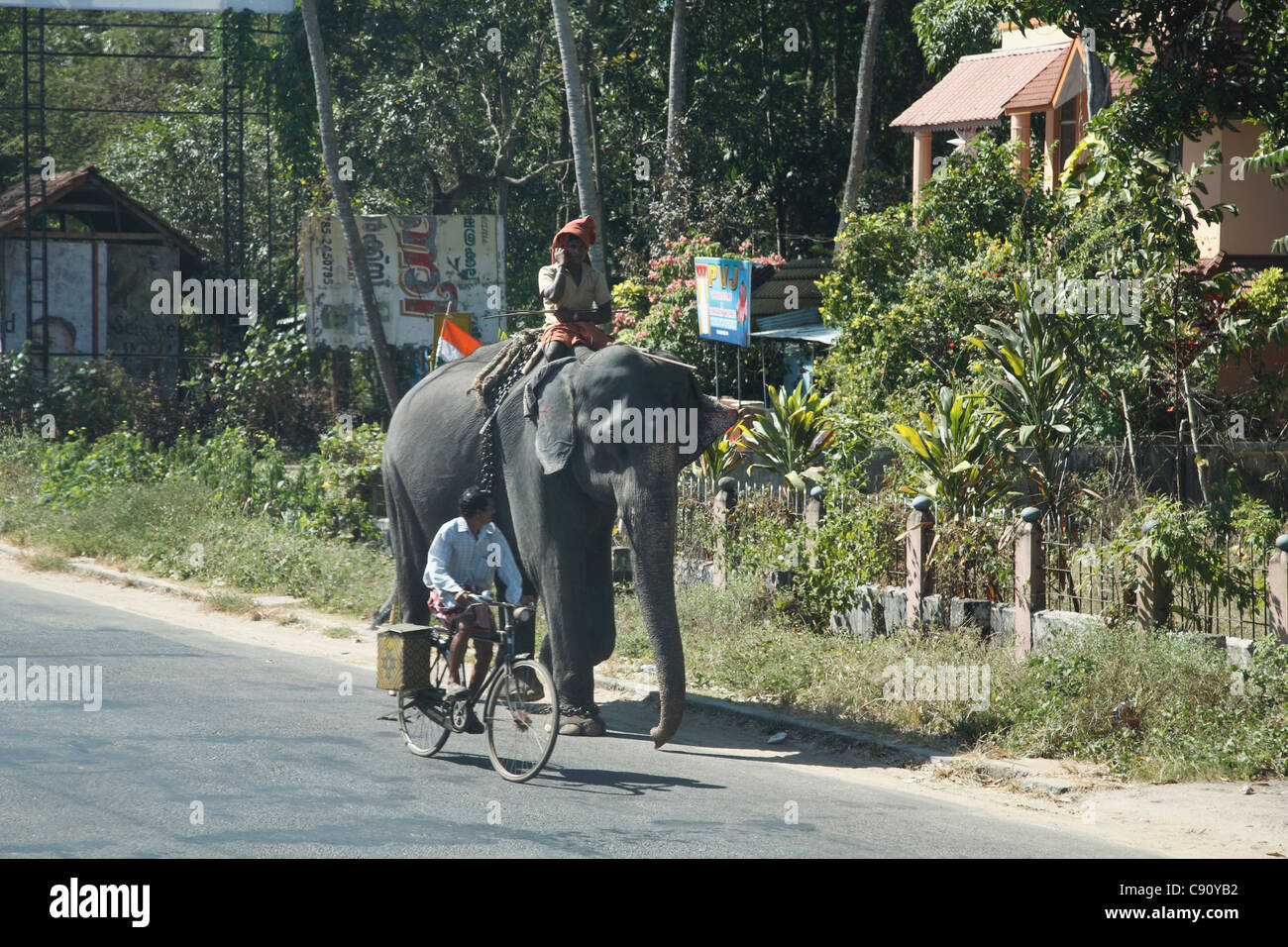 Los elefantes son animales de trabajo fuerte valiosa en el estado de Kerala, India. Foto de stock
