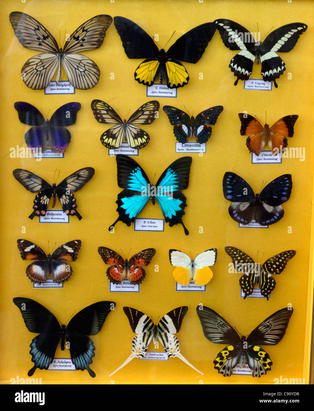 Colección de raras butteflies Asiática sobre la venta a turistas en Macassar, Indonesia Foto de stock